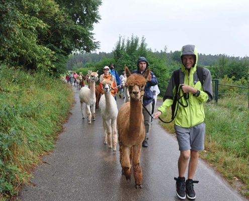 Die OBA-Gruppe wandert im Regen mit Alpakas